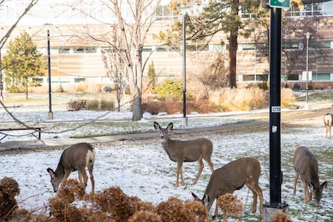 family of deer on campus