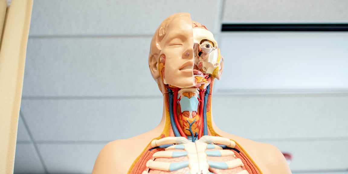 mannequin exposing internal organs