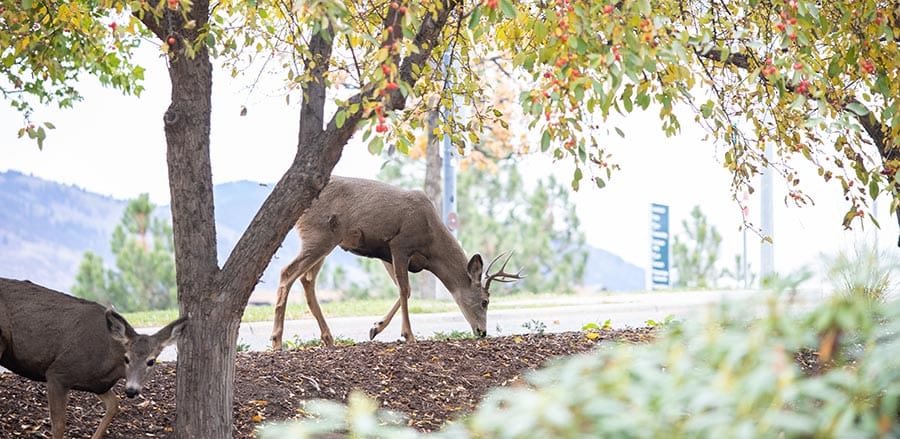 deer on campus